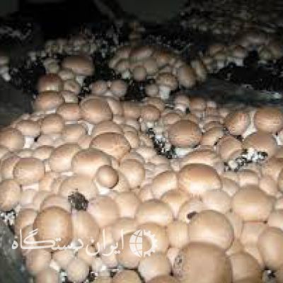 فروش انواع بذر قارچ به صورت عمده و خرده